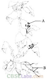 NCERT Exemplar Class 12 Biology Chapter 1 Reproduction in Organisms-1