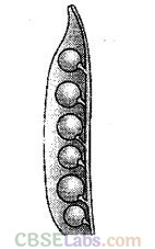 NCERT Exemplar Class 12 Biology Chapter 1 Reproduction in Organisms-2