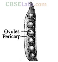 NCERT Exemplar Class 12 Biology Chapter 1 Reproduction in Organisms-3