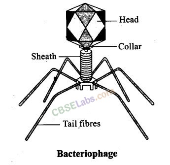 NCERT Exemplar Class 12 Biology Chapter 10 Microbes in Human Welfare-6