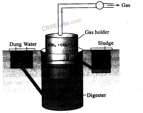 NCERT Exemplar Class 12 Biology Chapter 10 Microbes in Human Welfare-7