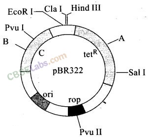 NCERT Exemplar Class 12 Biology Chapter 11 Biotechnology: Principles and Processes-3