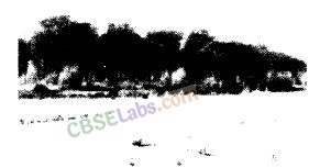 NCERT Exemplar Class 12 Biology Chapter 14 Ecosystem-1