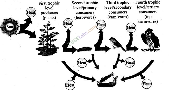 NCERT Exemplar Class 12 Biology Chapter 14 Ecosystem-3