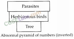 NCERT Exemplar Class 12 Biology Chapter 14 Ecosystem-5