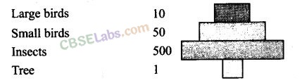 NCERT Exemplar Class 12 Biology Chapter 14 Ecosystem-6