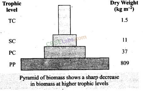 NCERT Exemplar Class 12 Biology Chapter 14 Ecosystem-7
