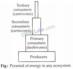 NCERT Exemplar Class 12 Biology Chapter 14 Ecosystem-8
