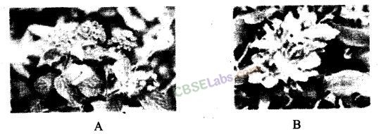 NCERT Exemplar Class 12 Biology Chapter 15 Biodiversity and Conservation-4