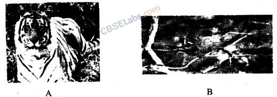 NCERT Exemplar Class 12 Biology Chapter 15 Biodiversity and Conservation-5