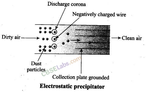 NCERT Exemplar Class 12 Biology Chapter 16 Environmental Issues-6