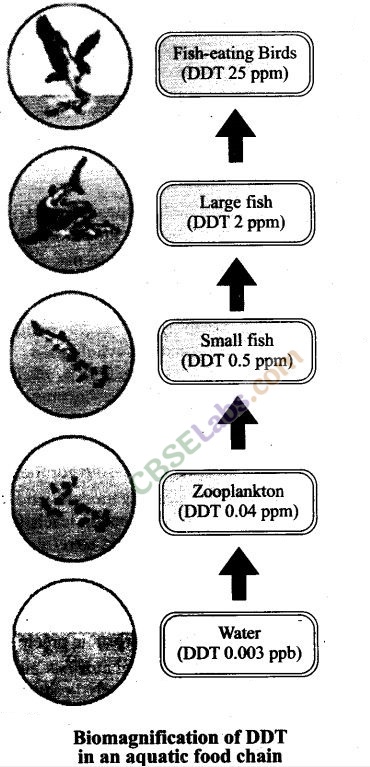 NCERT Exemplar Class 12 Biology Chapter 16 Environmental Issues-7