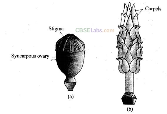 NCERT Exemplar Class 12 Biology Chapter 2 Sexual Reproduction in Flowering Plants-8