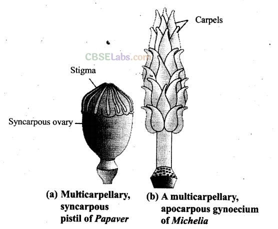 NCERT Exemplar Class 12 Biology Chapter 2 Sexual Reproduction in Flowering Plants-9