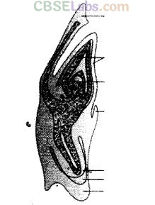 NCERT Exemplar Class 12 Biology Chapter 2 Sexual Reproduction in Flowering Plants-10