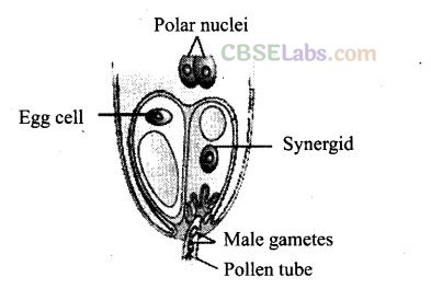 NCERT Exemplar Class 12 Biology Chapter 2 Sexual Reproduction in Flowering Plants-13