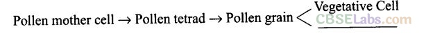 NCERT Exemplar Class 12 Biology Chapter 2 Sexual Reproduction in Flowering Plants-1