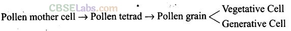 NCERT Exemplar Class 12 Biology Chapter 2 Sexual Reproduction in Flowering Plants-2