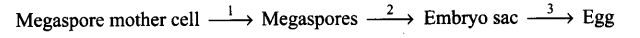 NCERT Exemplar Class 12 Biology Chapter 2 Sexual Reproduction in Flowering Plants-3