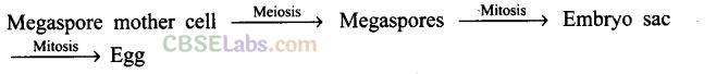 NCERT Exemplar Class 12 Biology Chapter 2 Sexual Reproduction in Flowering Plants-4