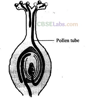NCERT Exemplar Class 12 Biology Chapter 2 Sexual Reproduction in Flowering Plants-6