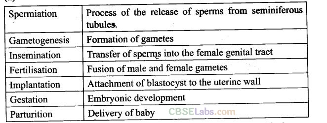 NCERT-Exemplar-Class-12-Biology-Chapter-3-Human-Reproduction-1