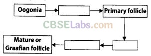 NCERT Exemplar Class 12 Biology Chapter 3 Human Reproduction-1