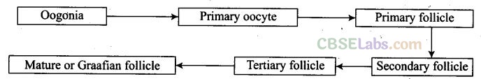 NCERT Exemplar Class 12 Biology Chapter 3 Human Reproduction-2