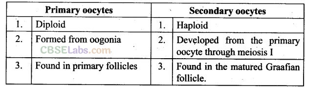 NCERT Exemplar Class 12 Biology Chapter 3 Human Reproduction-3