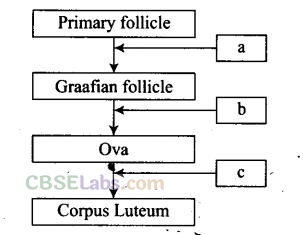 NCERT Exemplar Class 12 Biology Chapter 3 Human Reproduction-4