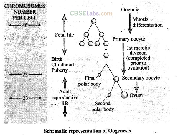 NCERT Exemplar Class 12 Biology Chapter 3 Human Reproduction-6