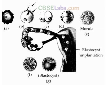 NCERT Exemplar Class 12 Biology Chapter 3 Human Reproduction-7