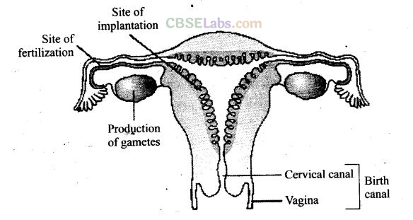NCERT Exemplar Class 12 Biology Chapter 3 Human Reproduction-8