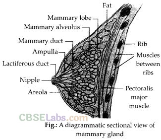 NCERT Exemplar Class 12 Biology Chapter 3 Human Reproduction-9