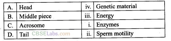 NCERT Exemplar Human Reproduction Class 12