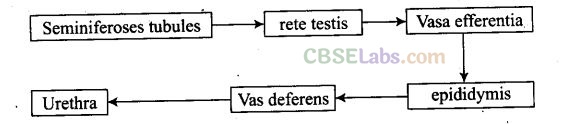 NCERT Exemplar Class 12 Biology Human Reproduction