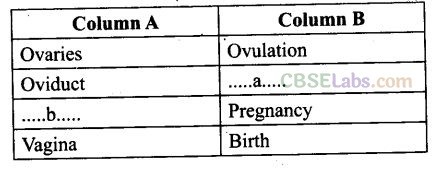 NCERT Exemplar Class 12 Biology Chapter 3 Human Reproduction