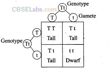 Principles Of Inheritance And Variation NCERT Exemplar Class 12