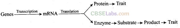 Principles Of Inheritance And Variation Class 12 NCERT Exemplar
