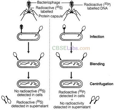 Molecular Basis Of Inheritance NCERT Exemplar Class 12