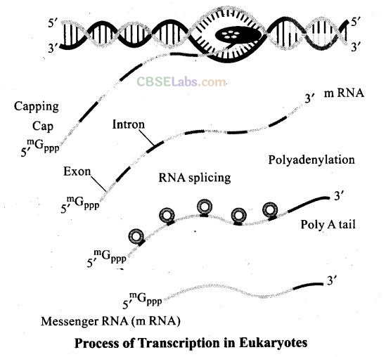 NCERT Exemplar Molecular Basis Of Inheritance Class 12
