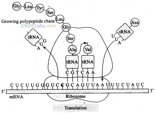 Molecular Basis Of Inheritance NCERT Exemplar Solutions Class 12
