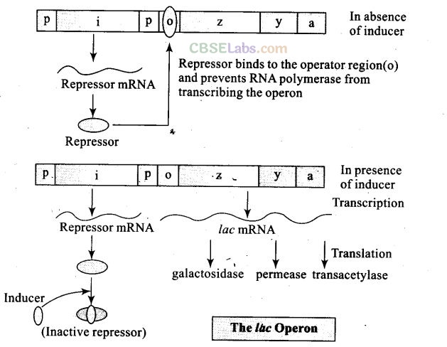 NCERT Exemplar Class 12 Biology Solutions Chapter 6
