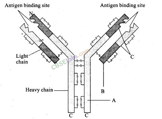 NCERT Exemplar Class 12 Biology Chapter 8 Human Health and Diseases-2