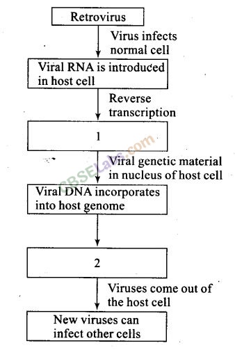 NCERT Exemplar Class 12 Biology Chapter 8 Human Health and Diseases-4