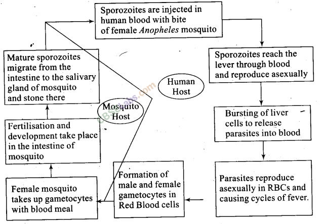 NCERT Exemplar Class 12 Biology Chapter 8 Human Health and Diseases-9
