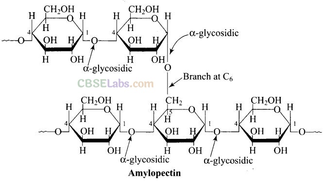 NCERT-Exemplar-Class-12-Chemistry-Chapter-14-Biomolecules-1