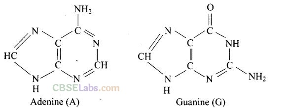 Biomolecules Exemplar Class 12