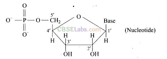 Biomolecules Class 12 Mcq Learn Cbse
