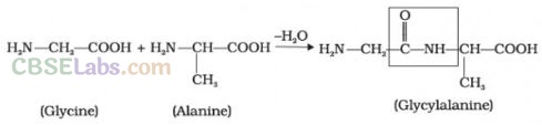 NCERT Exemplar Class 12 Chemistry Chapter 14 Biomolecules-12